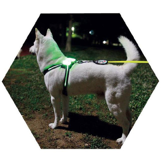 Usb Rechargeable Led Pet Collar - Illuminate Your Dog'S Style!